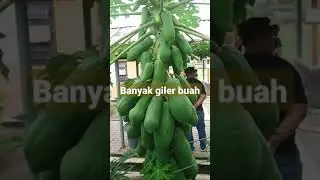 POKOK BETIK HIBRID tepi pagar sekolah rendah banyak gila buahnya.