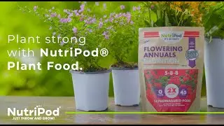 How to Plant Annuals with NutriPod Plant Food