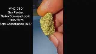 Sex Panther From WNC CBD Canna Close UP
