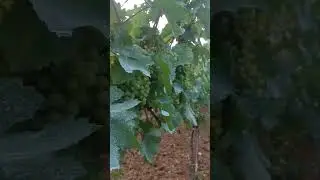 3 Year Old Vineyard in Summer Glory #VineyardLife #SummerVineyard #YoungVineyard #Grapevines