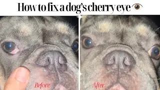 HOW TO FIX A DOG&rsquo;S CHERRY EYE👁️ | HOME REMEDY