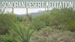 Morning Doves in the SONORAN DESERT / relaxing morning meditation music