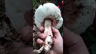 BIRCH BRITTLEGILL MUSHROOM..WILDARMY Oii Oii.