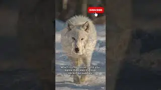 Wolves Explained in 60 Seconds 🐺 | Nature&rsquo;s Funniest Team Players #wildlife #documentary #animals