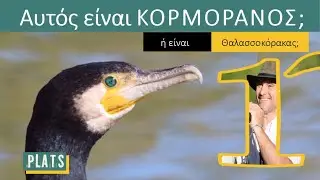 Αυτός είναι Κορμοράνος ή Θαλασσοκόρακας;