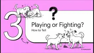 How Can Dogs Tell Instantly If They Like Each Other?
