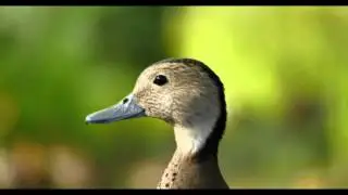 Male Ringed Teal Call #birds #birdsounds