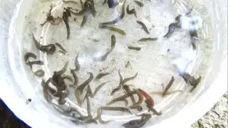 山奥の滝壺でプラナリアを大量捕獲！！！##