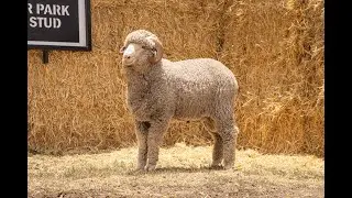 Lot 23 Shalimar Park Merinos