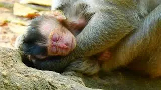 So pity Duchess when she gives birth her baby Dasha looks hopeless