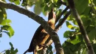 GREEN-BARRED WOODPECKER Sounds (COLAPTES MELANOCHLOROS), PICA-PAU-VERDE-BARRADO.