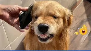 Smarty Funny Animal Video Clips 🐶 Funniest Dog Moments Ever Recorded 🤣