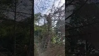 Roy cutting down dead pine tree.
