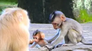 Mum Rose Training Baby Rainbow Walking, A Goodness Little Monkey Talking With Rainbow