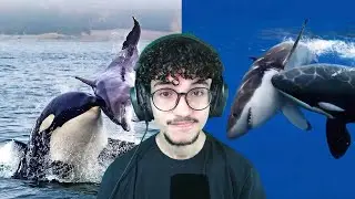 Por isso as orcas s&atilde;o chamadas de baleias assassinas