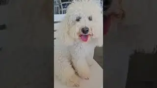  Doni te beni nje te mire? Bejeni tek f&egrave;mij&egrave;t jetime dhe tek kafshet .Bekimi eshte i sigurte!