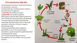 Pteridofite e Gimnosperme