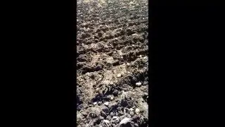 Excellent yield in potato crop harvest | New Malwa Agritech Corporation.
