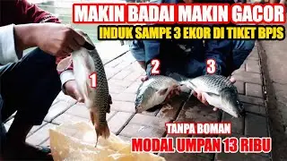 UMPAN 13 RIBU INI GA BAHAYA TA ?? BADAI GELEDEK MENYAMBAR INDUK MAKIN MAKANIN SAMPE 3 EKOR‼️