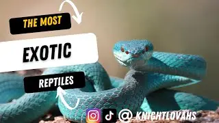 Most Unique Exotic Reptiles | Repticon 2023