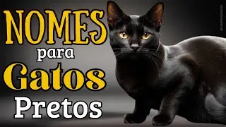 50 Nomes para Gatos Pretos 🐾🐈💖#nomesdegatos