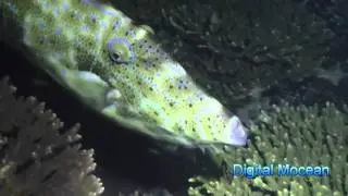 Damaniyats Night Dive - 30 July 2010