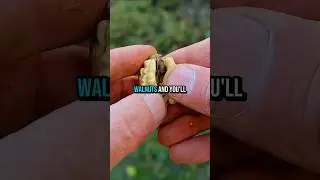 Eating WALNUTS Daily For 7 Days Will Shock You! #health #shorts