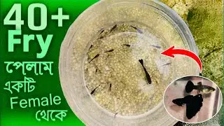 40+Fry পেলাম একটি ফিমেল থেকে!😱 এক ব্রিডে এত বাচ্চা কিভাবে?🤯