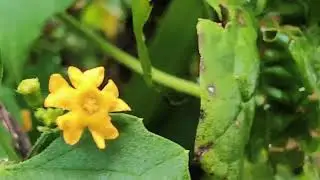 Simple things in nature... #insectlovers #nature #views #scenicviews #wildlife #viralshorts