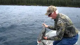 Release of another Monster Lake Trout at Crescent Lake Oregon