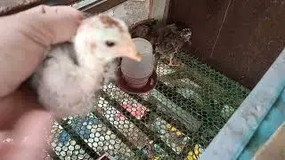 mga sisiw na kumakain ng balahibo at nauuwi sa pagkakalbo ito ang gawin mo.
