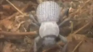 Blue Death Feigning Beetles - Asbolus verrucosus
