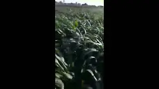 جراس II