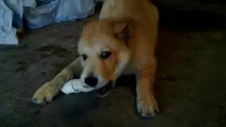 20100211_002.mp4
