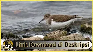 Suara Masteran Burung Trinil Pantai
