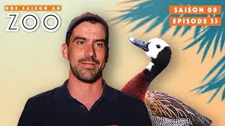 Un Lâcher de Canards Dendrocygne Difficile.. | S08EP33 | Émission Intégrale | Une Saison Au Zoo