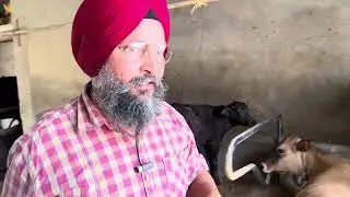 FMD ਦਾ ਇਲਾਜ Dr BSK ਦੀ 4 ਦੁਵਾਈ ਦੁਆਰਾ 9815884107