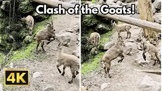 Welcome to the Swiss Mountain Goat Fight Club: Headbutts and More...