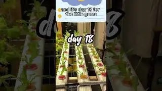 Lettuce Grow Series PT5 NFT system #hydroponics