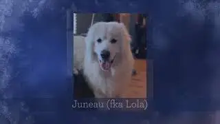 2020 Adoption Tribute 360p