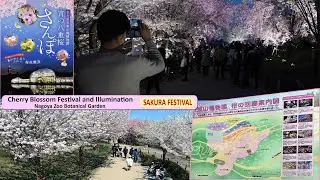 Cherry Blossoms and Illumination at the Higashiyama Zoo & Botanical Garddens - Nagoya City