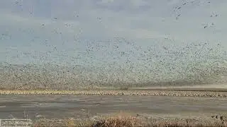 2023 Spring Snow Goose Migration   4 Flying
