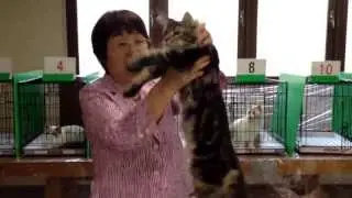 Chloe at BCF Catshow 4 HD