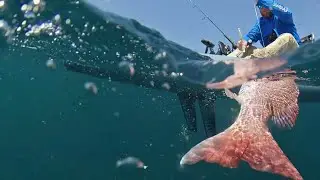 Kayak Fishing The Gulf of Mexico - So Many FISH (Underwater Shark Cam!)