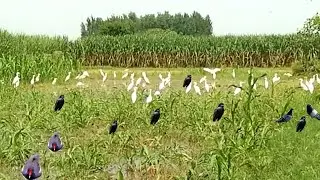 Bird sounds | maina sound | Crow sound | heron bird sound | myna bird sound