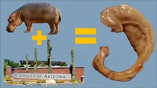 The Shrinking Hippocampus // Your Writing Brain on Exercise