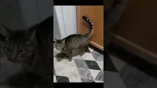 This Cat is kicking so hard😺😼🤜 #shorts #animals