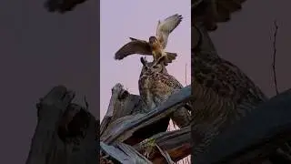 Eagle Owl vs peregrine falcon🦉🦅 #shorts #wildlife #eagleowl #peregrine #falcon