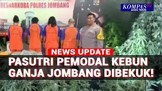 Polisi Tangkap Otak Kebun Ganja Jombang, Pasutri Jadi Pemodal Rp6,5 Miliar!