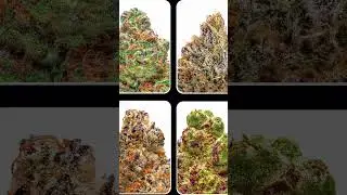 Lucky Elk THCA Flower: 2025&rsquo;s Finest Strains Revealed!